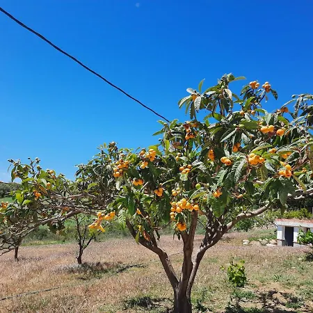 Romarin Periana